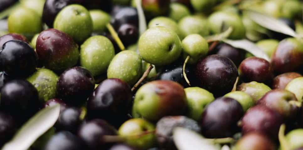 올리브 오일 산지 질병 예방