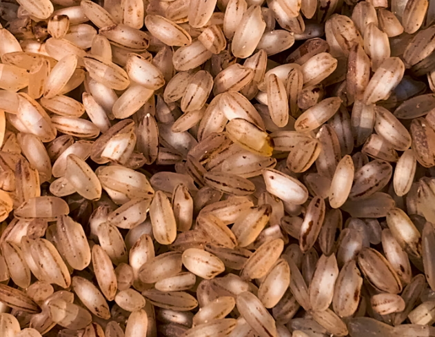 현미밥 체질 개선 효과