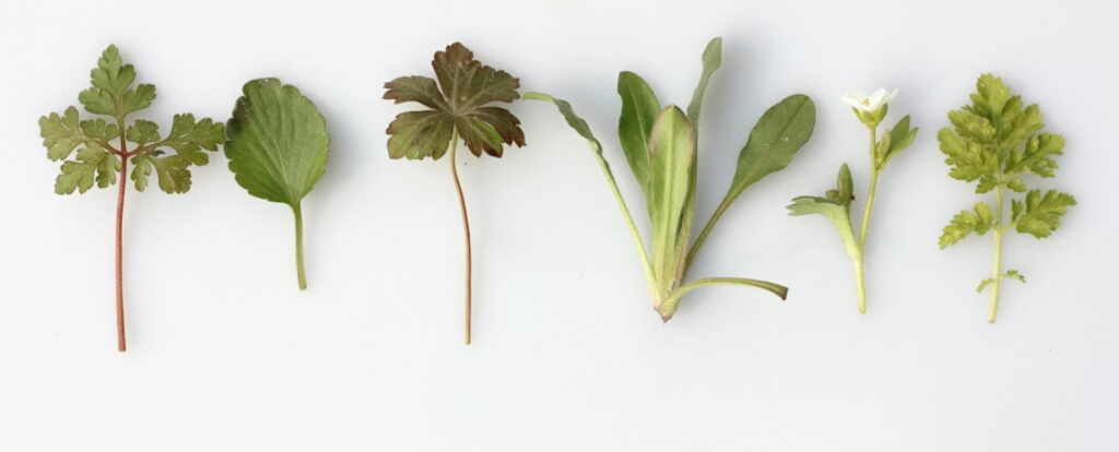 나물반찬 마음 안정 효과